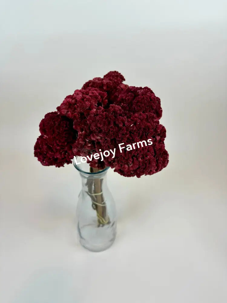 Dried Coxcomb (Celosia) – Red Dried Flowers
