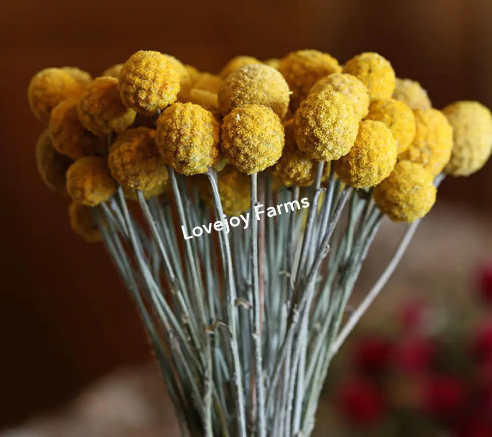 Dried Craspedia (Drumstick Flower) Dried Flowers