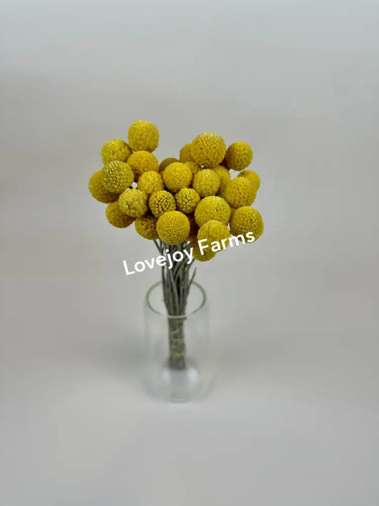 Dried Craspedia (Drumstick Flower) Dried Flowers