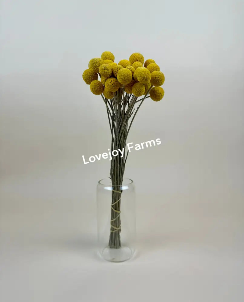 Dried Craspedia (Drumstick Flower) Dried Flowers