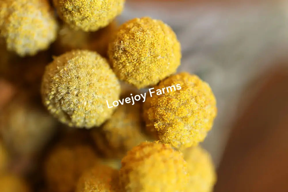 Dried Craspedia (Drumstick Flower) Dried Flowers
