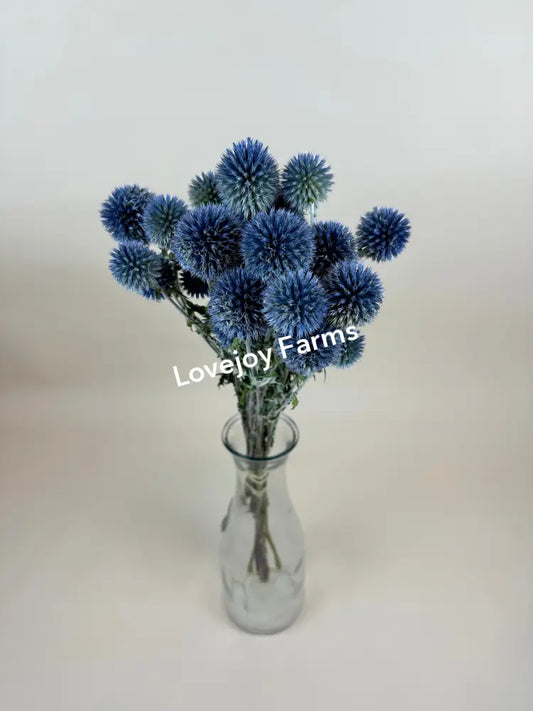 Dried Echinops (Globe Thistle) Dried Flowers