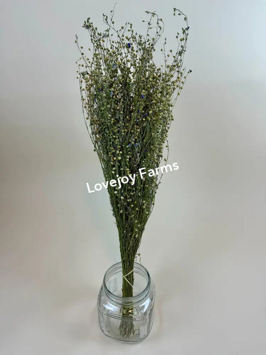 Dried Flax Dried Grasses - Ornamental