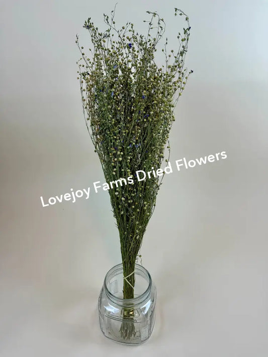 Dried Flax Dried Grasses - Ornamental