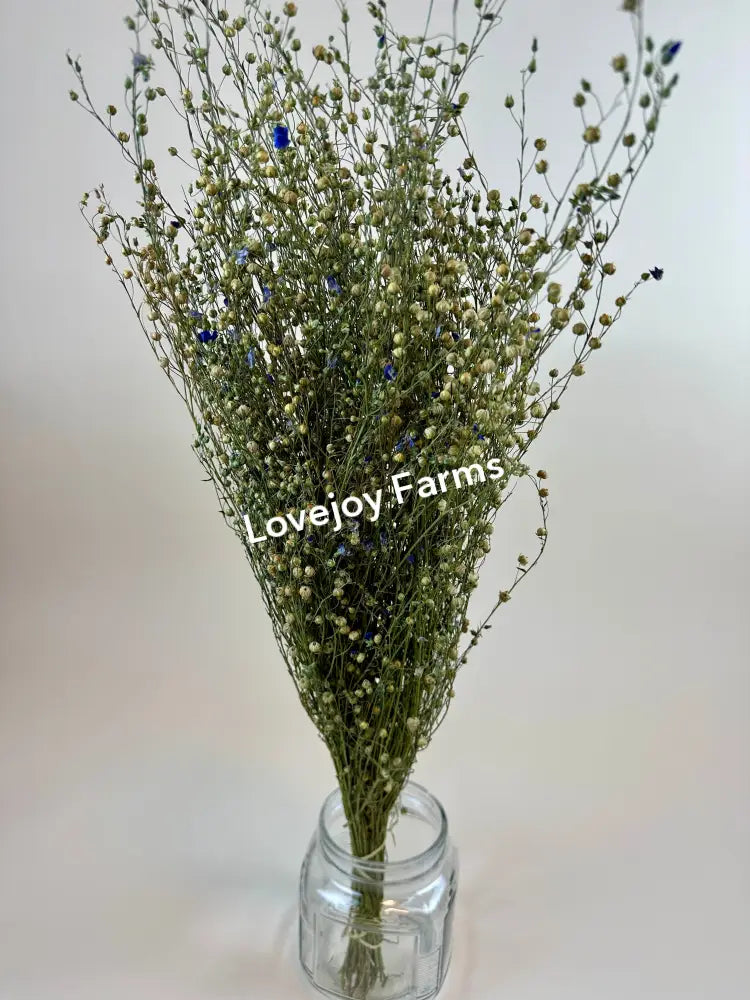 Dried Flax Dried Grasses - Ornamental