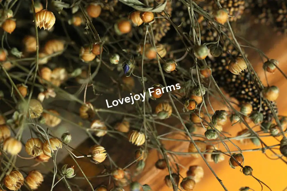 Dried Flax Dried Grasses - Ornamental