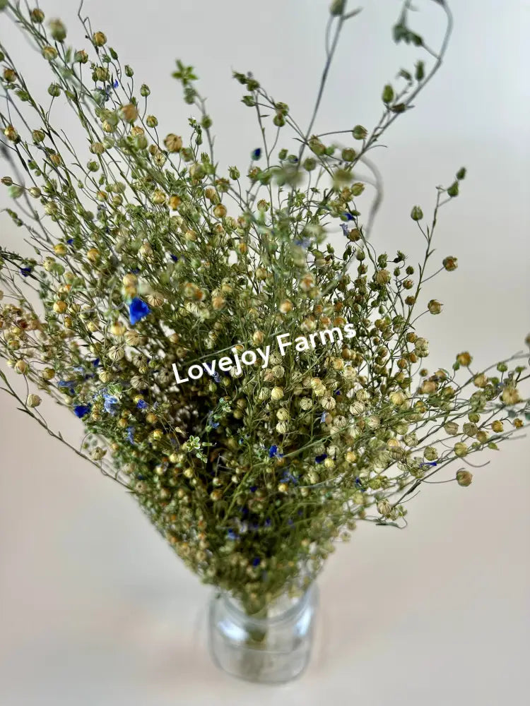 Dried Flax Dried Grasses - Ornamental