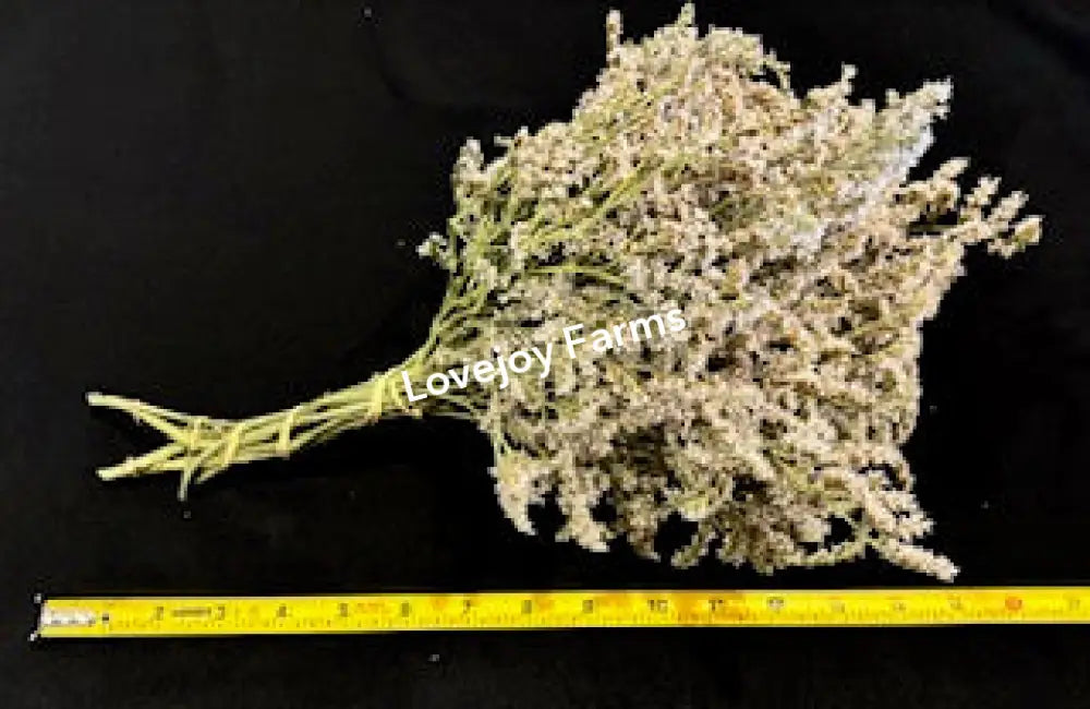 Dried German Statice (1 lb case) Dried Flowers