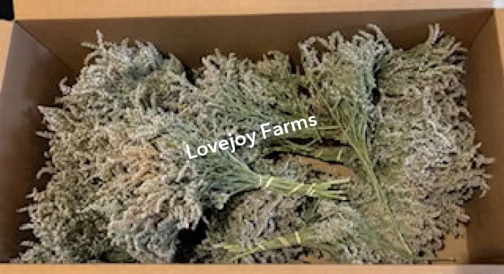 Dried German Statice (1 lb case) Dried Flowers