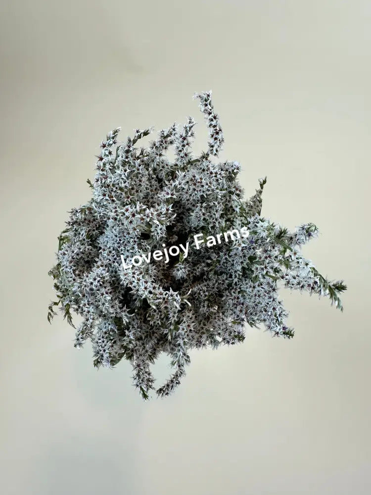Dried German Statice (1 lb case) Dried Flowers