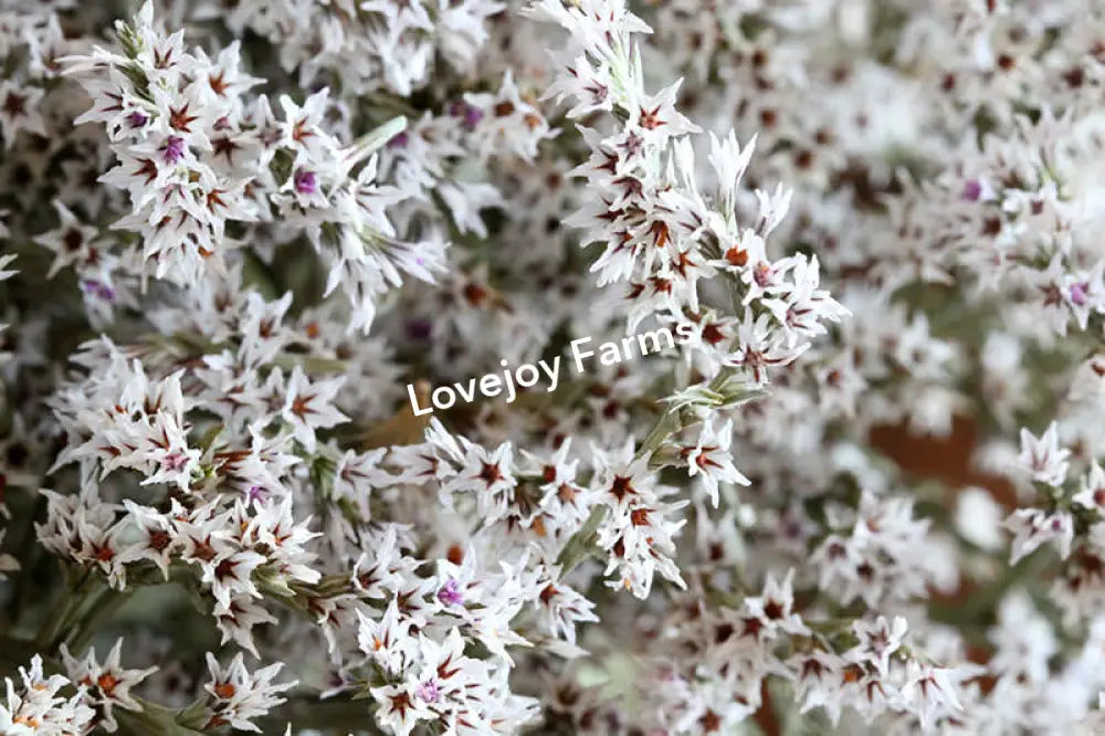 Dried German Statice (1 lb case) Dried Flowers