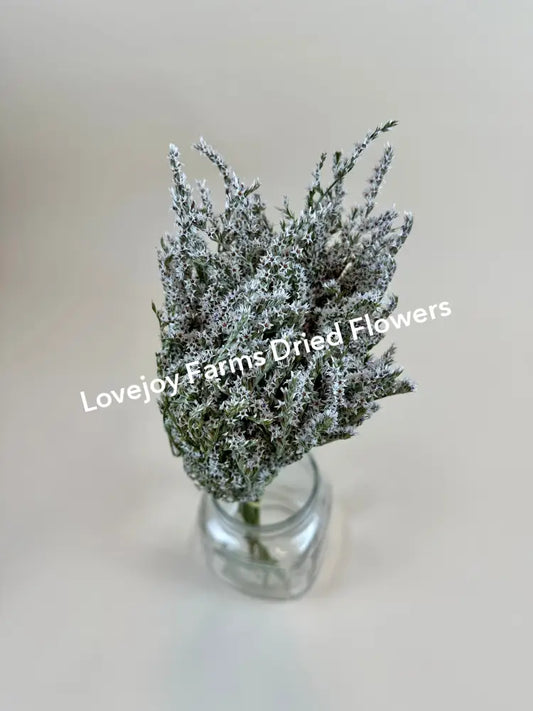 Dried German Statice Dried Flowers