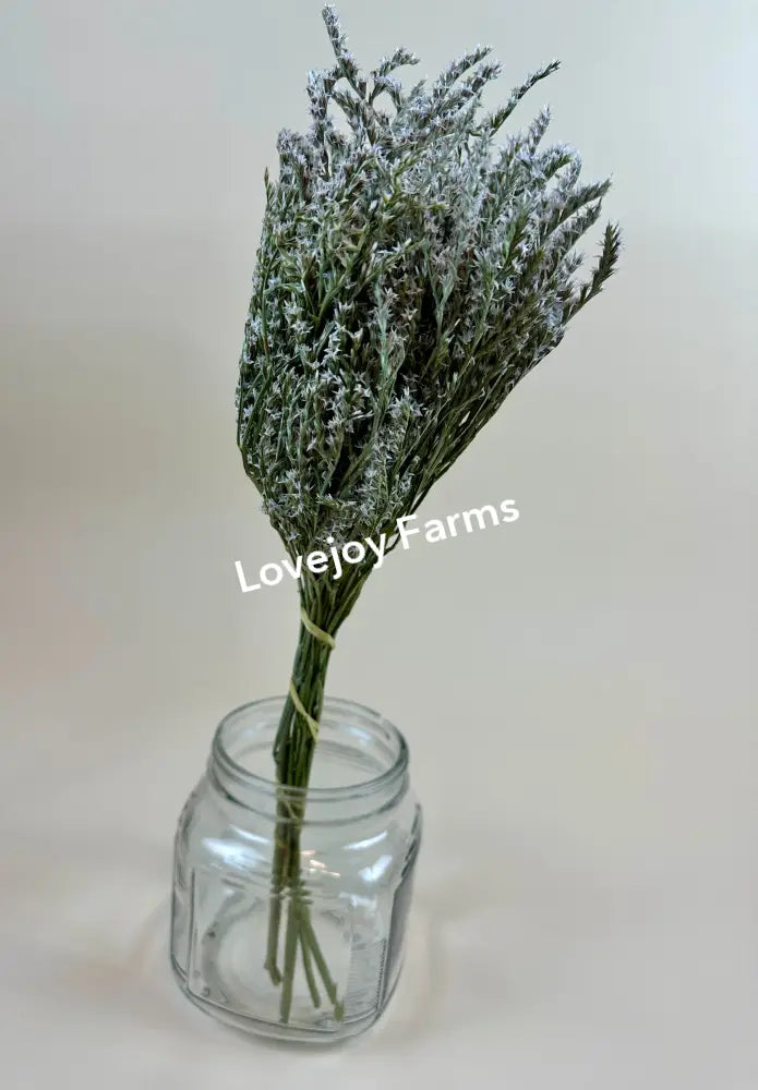 Dried German Statice Dried Flowers