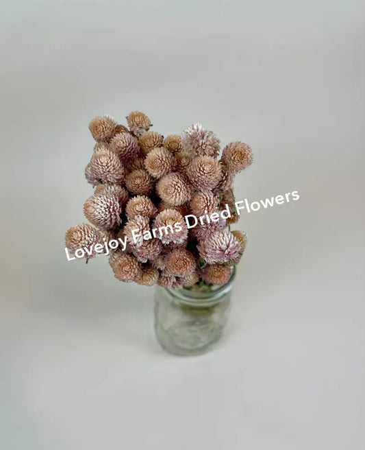 Dried Globe Amaranth (Blush Pink) Dried Flowers