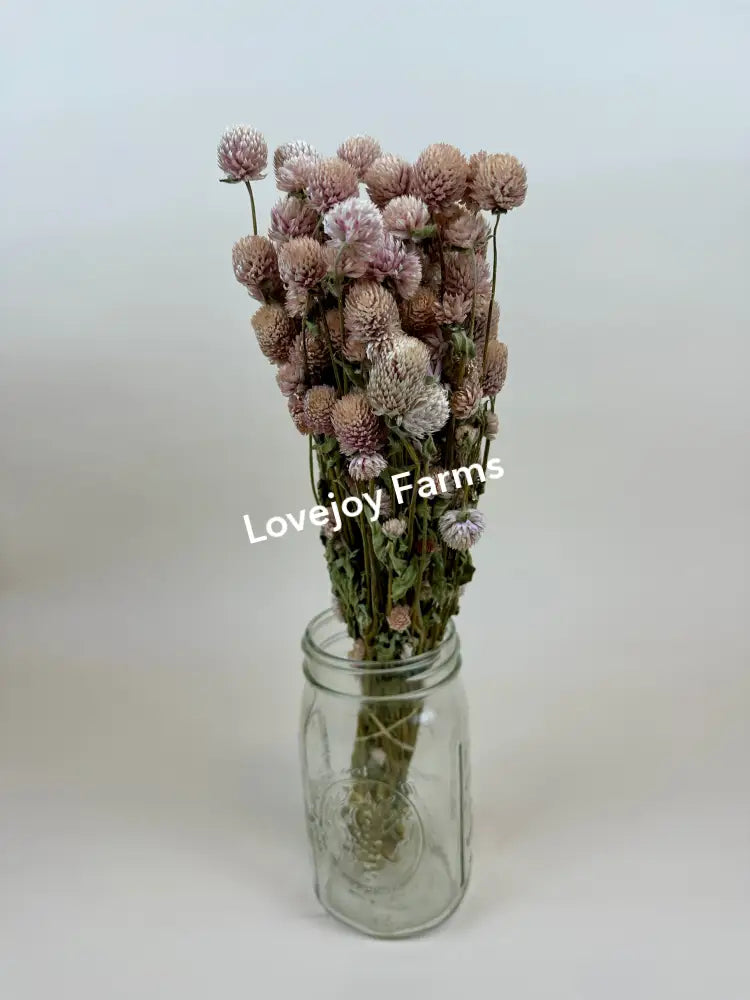Dried Globe Amaranth (Blush Pink) Dried Flowers