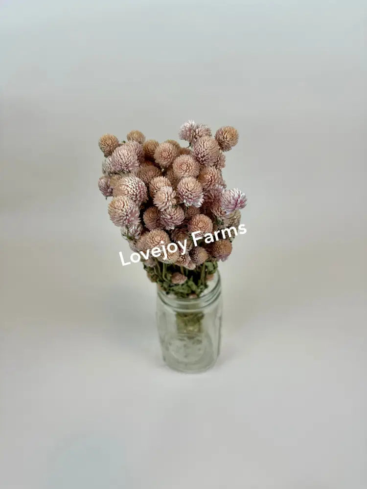 Dried Globe Amaranth (Blush Pink) Dried Flowers