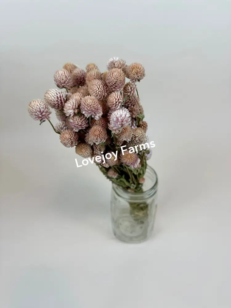 Dried Globe Amaranth (Blush Pink) Dried Flowers