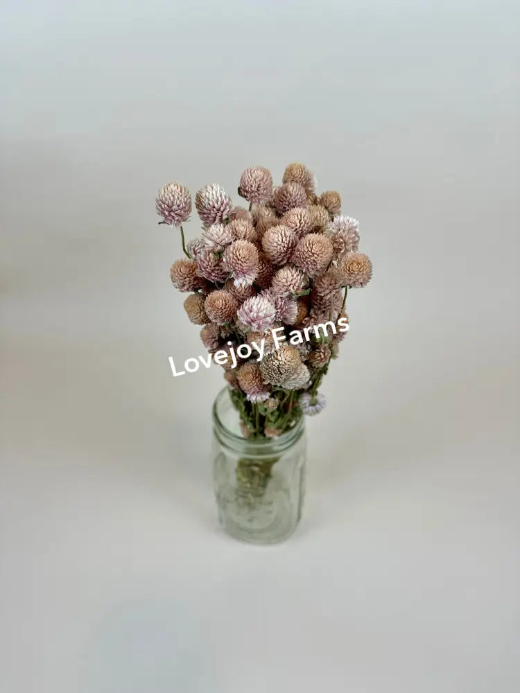 Dried Globe Amaranth (Blush Pink) Dried Flowers