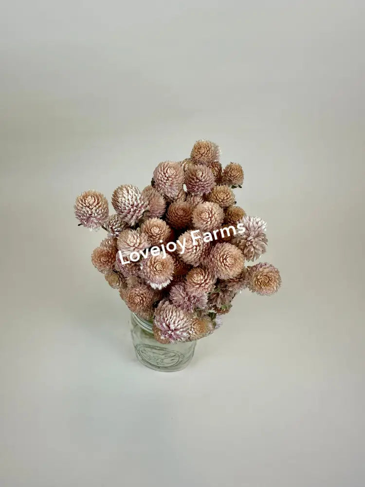 Dried Globe Amaranth (Blush Pink) Dried Flowers