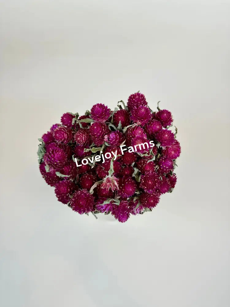 Dried Globe Amaranth (Hot Pink) Dried Flowers