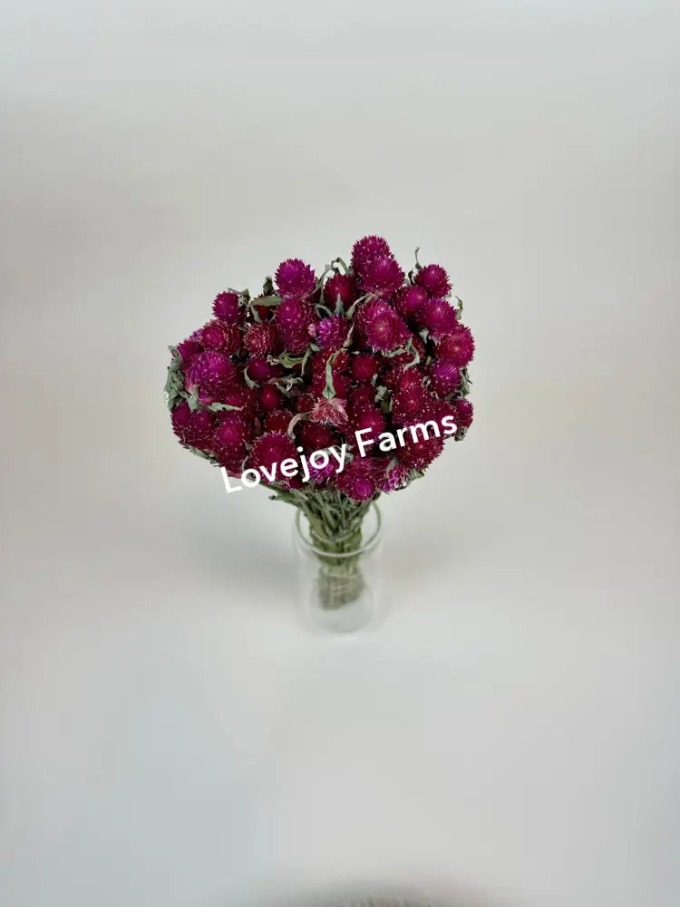 Dried Globe Amaranth (Hot Pink) Dried Flowers