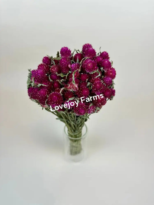 Dried Globe Amaranth (Hot Pink) Dried Flowers
