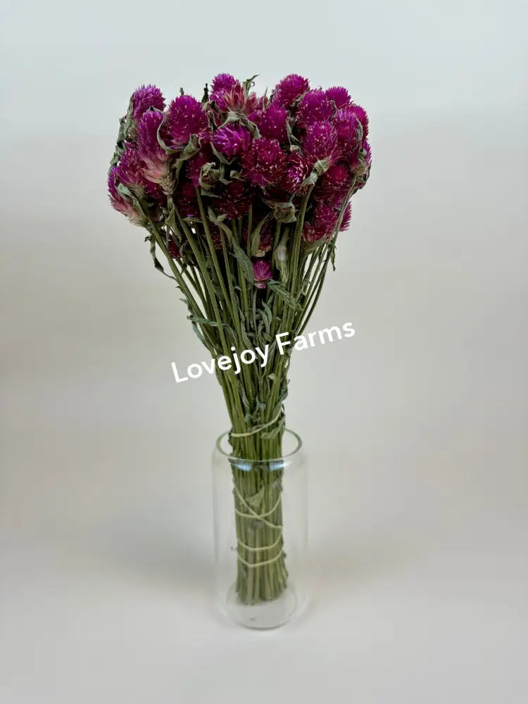 Dried Globe Amaranth (Hot Pink) Dried Flowers