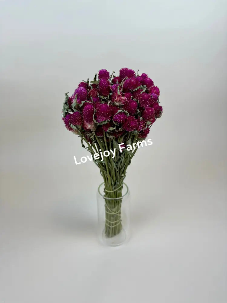 Dried Globe Amaranth (Hot Pink) Dried Flowers