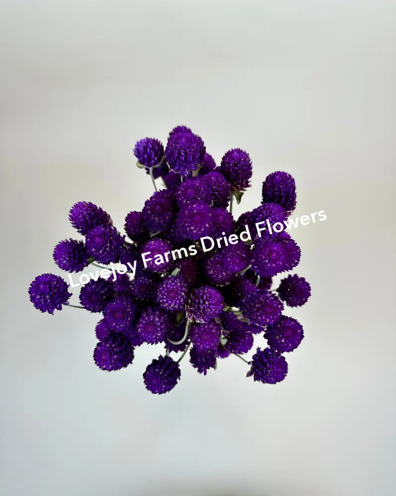 Dried Globe Amaranth (Purple) Dried Flowers