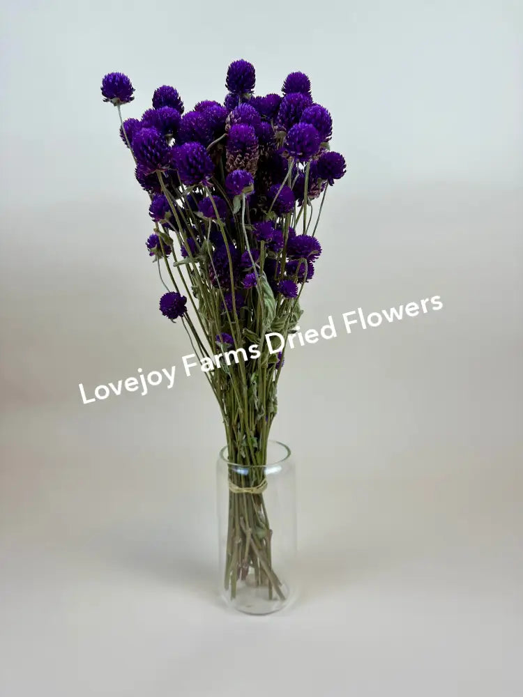 Dried Globe Amaranth (Purple) Dried Flowers