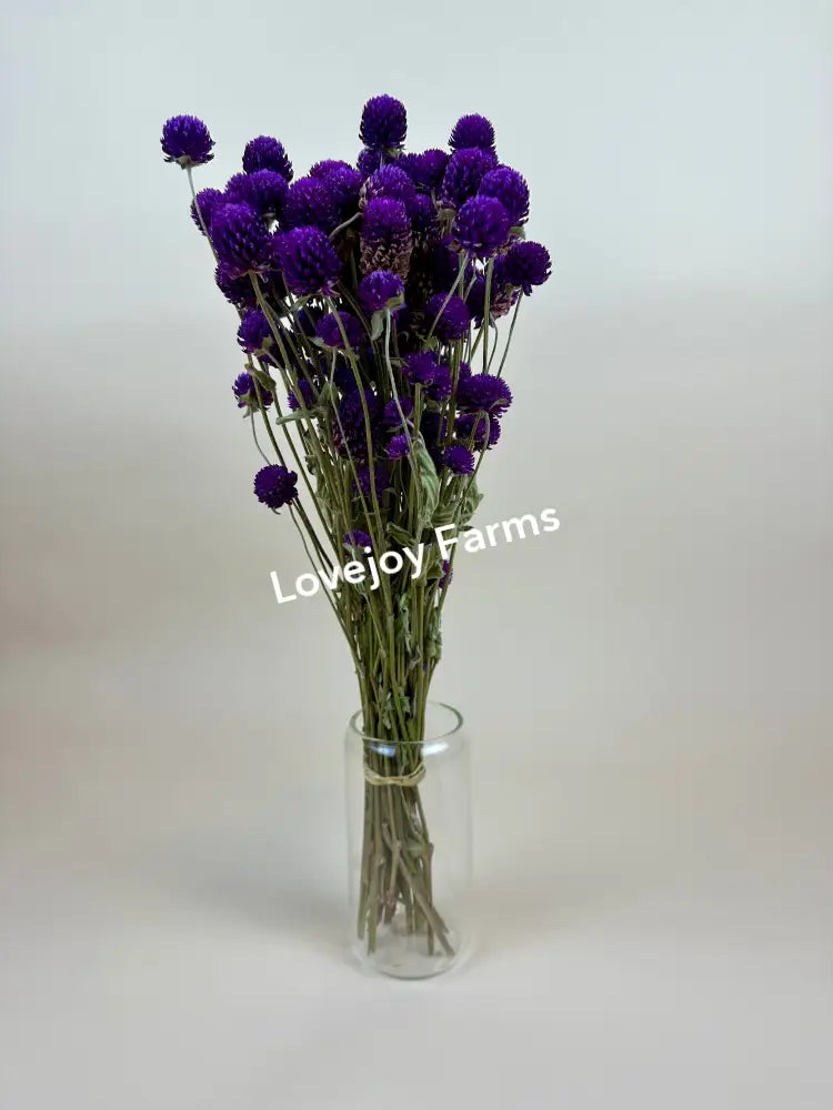 Dried Globe Amaranth (Purple) Dried Flowers
