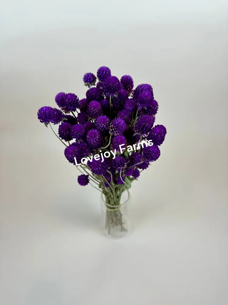 Dried Globe Amaranth (Purple) Dried Flowers
