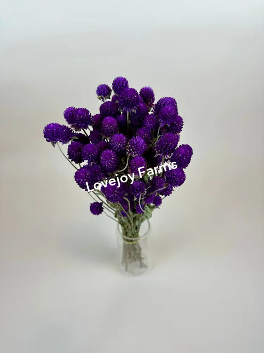 Dried Globe Amaranth (Purple) Dried Flowers