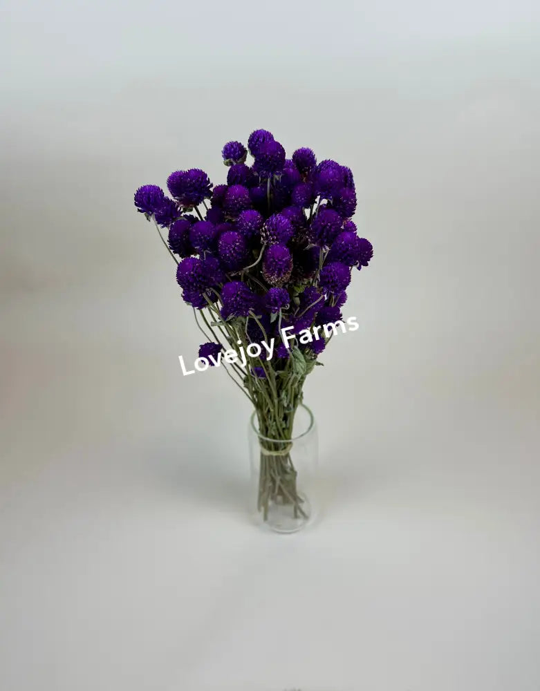 Dried Globe Amaranth (Purple) Dried Flowers