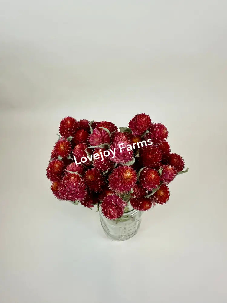 A glass vase showcasing the vibrant colors of Lovejoy Farms Dried Globe Amaranth (Red) stands elegantly against a plain white background.