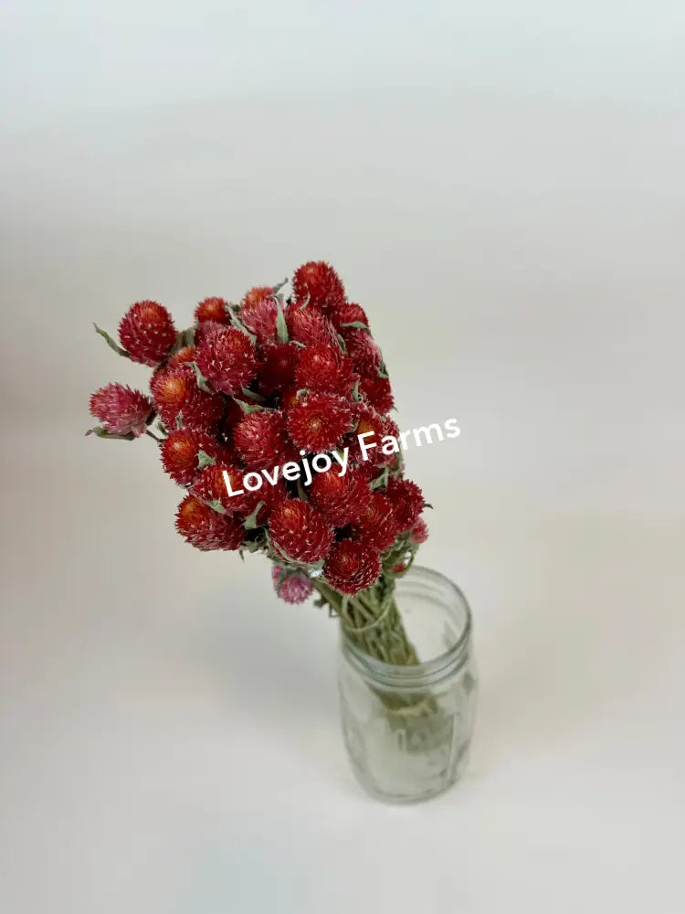 Lovejoy Farms Dried Globe Amaranth (Red) features vibrant red flowers in a clear glass jar, with colors clustered atop long green stems against a soft, neutral backdrop.