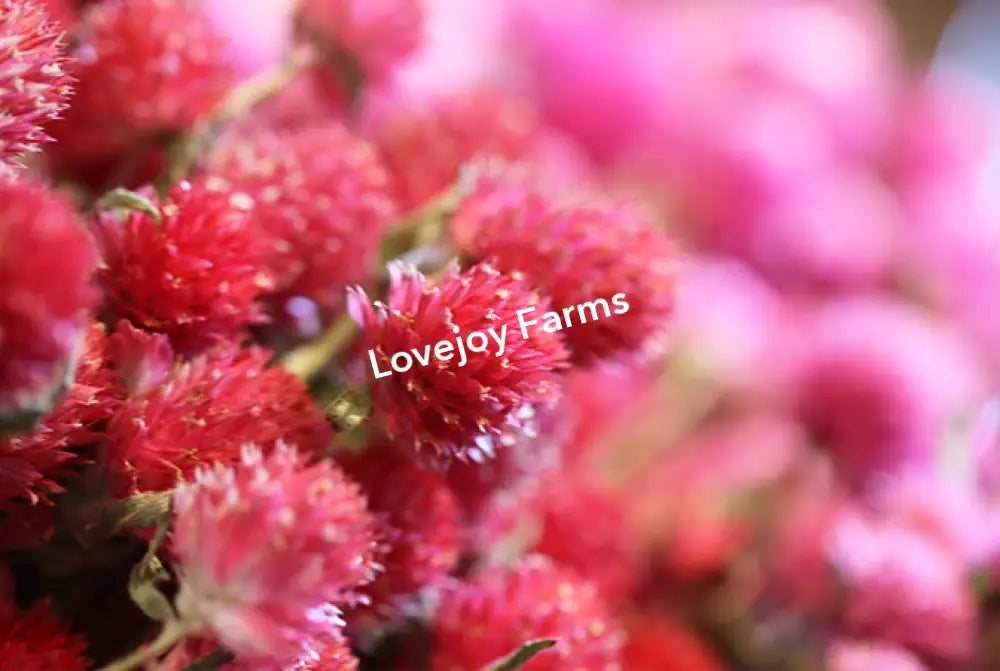 Close-up of vibrant pink and red Dried Globe Amaranth flowers from Lovejoy Farms, displaying fuzzy textures with a slightly blurred backdrop. The small, dense petals cluster beautifully on green stems—ideal for a colorful dried floral arrangement.