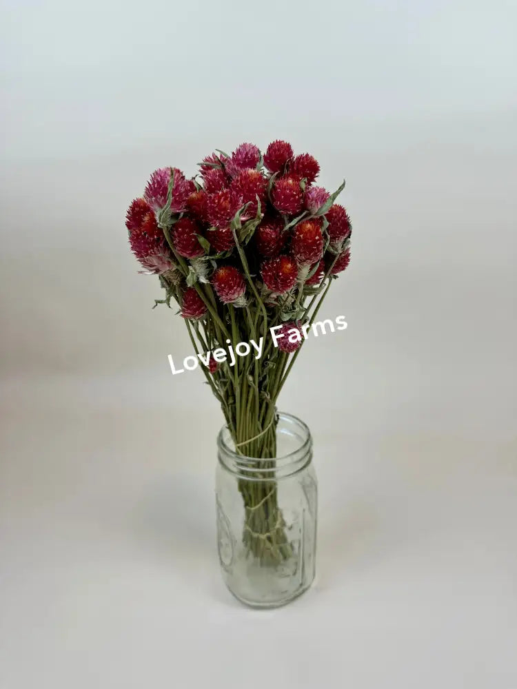 The Dried Globe Amaranth (Red) by Lovejoy Farms features vibrant red flowers with lush green stems elegantly arranged in a clear Mason jar, set against a light background.