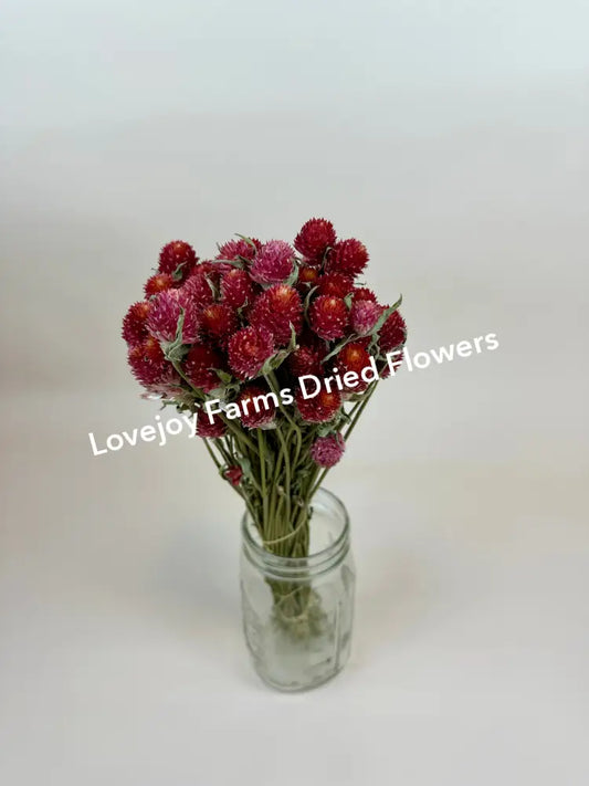 A clear glass jar holds Lovejoy Farms Dried Globe Amaranth (Red), featuring vibrant red and pink blooms with thin green stems against a plain white background, resembling clover flowers.