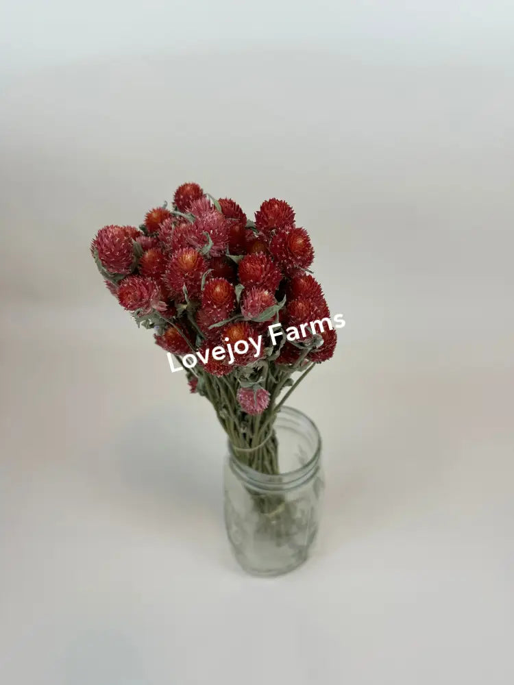 A small bouquet of Lovejoy Farms Dried Globe Amaranth (Red) with green stems arranged in a clear glass jar, displaying vibrant red hues against a plain white background.