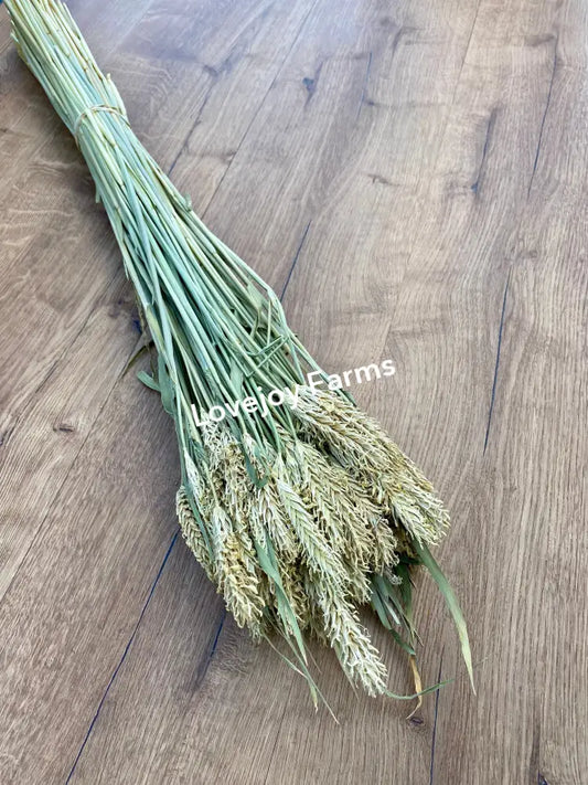 Dried Hooked Barley Dried Grains - Ornamental