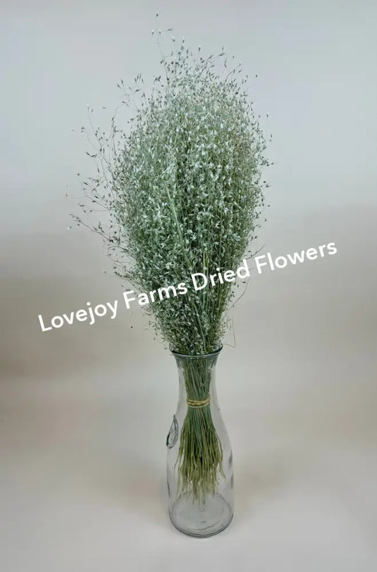 Dried Indian Rice Grass Dried Grasses - Ornamental