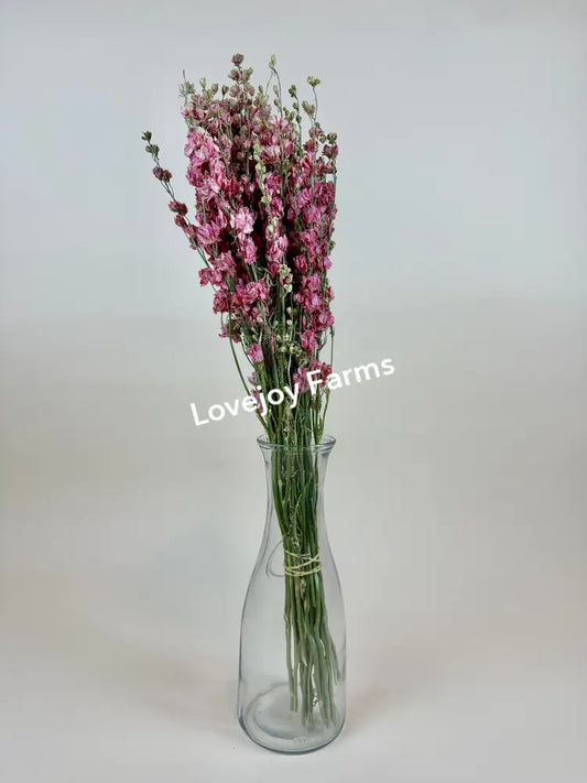A clear glass vase showcases a bouquet of Lovejoy Farms Dried Larkspur in Carmine Pink with green stems, elegantly set against a simple light background. The delicate blooms create an imperial, minimalist display that captivates.