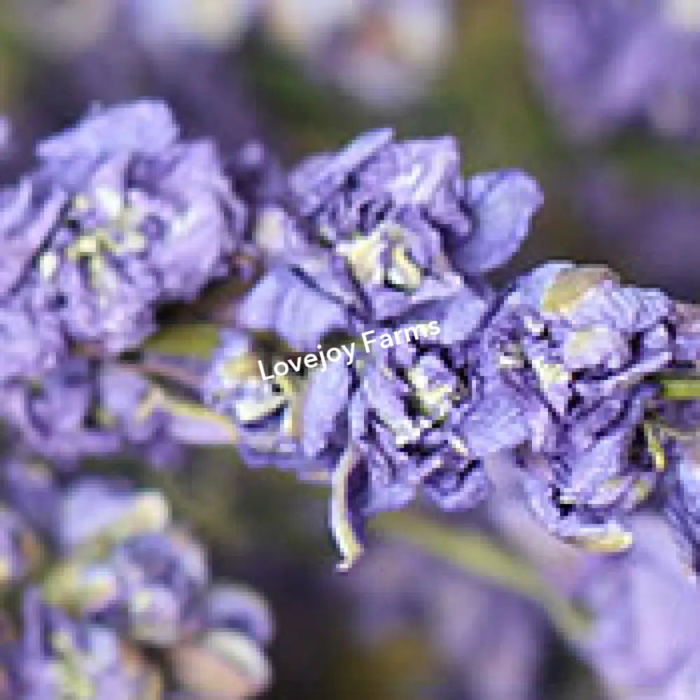 Dried Larkspur (Lilac) Dried Flowers