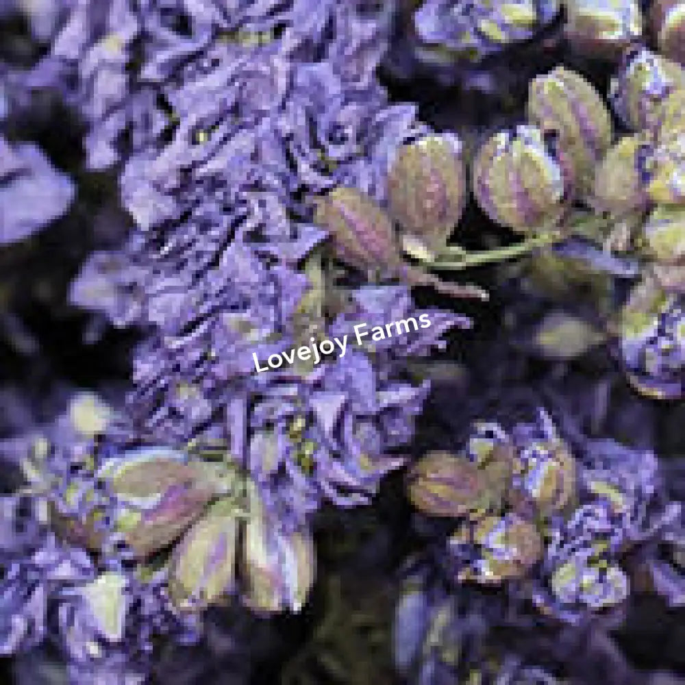 Dried Larkspur (Lilac) Dried Flowers
