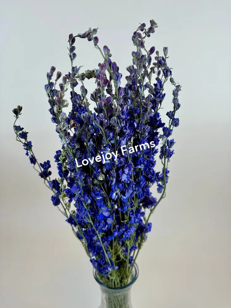 Dried Larkspur (Lilac) Dried Flowers