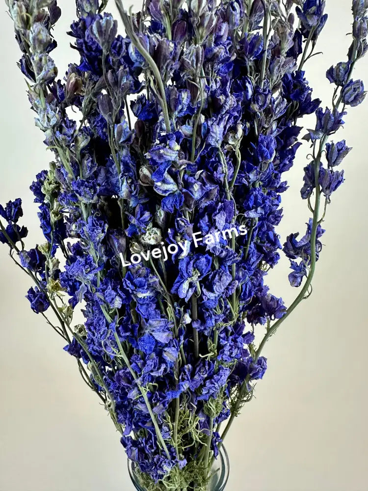 Dried Larkspur (Lilac) Dried Flowers