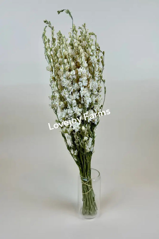 Dried Larkspur (White) Dried Flowers