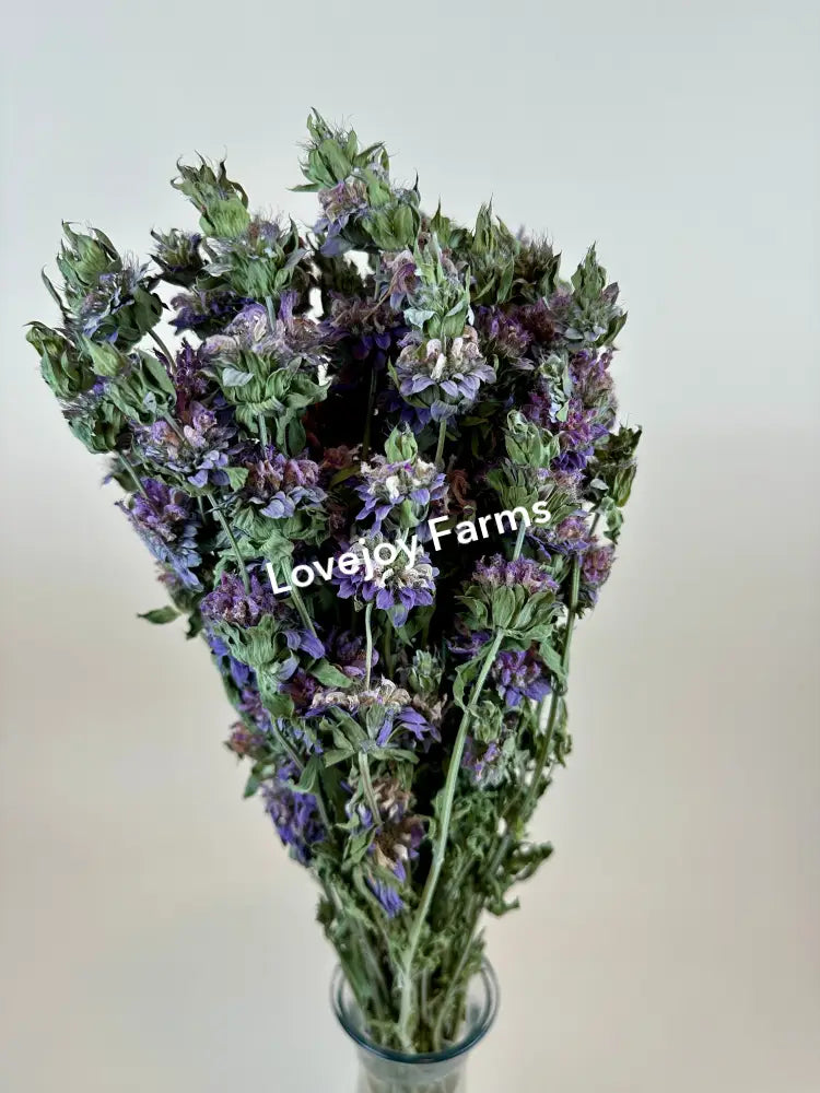 Dried Lemon Mint Dried Flowers