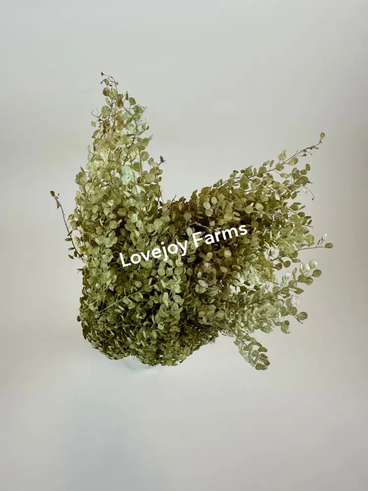 Dried Lepidium (Pepper Grass) Dried Grasses - Ornamental